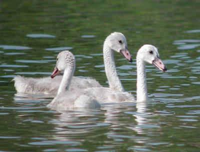 Trumpeter Swan cygnets