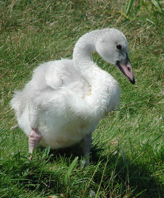 Trumpeter Swan cygnet