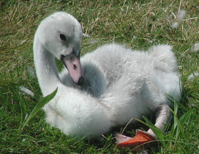Trumpeter Swan cygnet