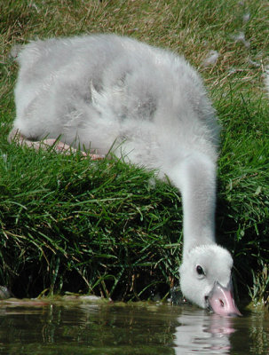 Trumpeter Swan cygnet