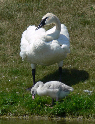 Trumpeter Swans - keeping watch