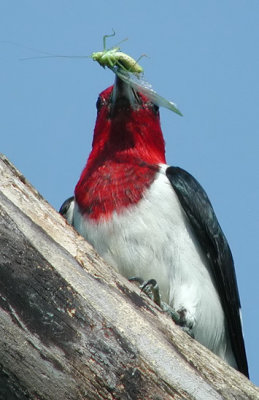 Red-headed Woodpecker