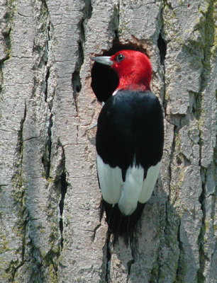 Red-headed Woodpecker