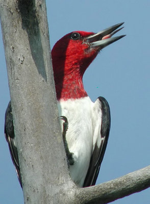 Red-headed Woodpecker