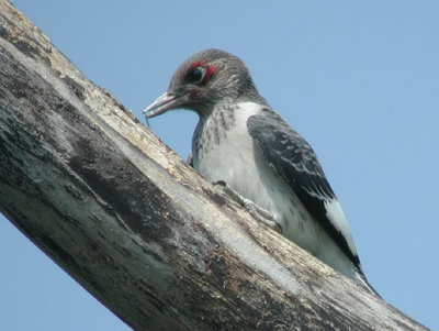 Red-headed Woodpecker juvenile