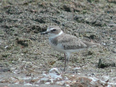 Wilson's Plover