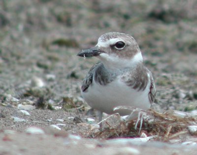 Wilson's Plover