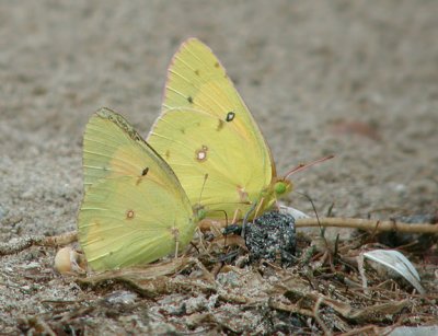 Orange Sulphurs on the beach