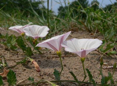 Beach Flowers