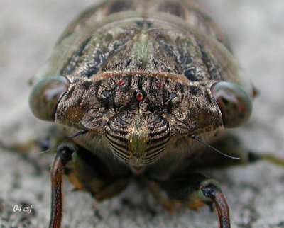 Dog-day Cicada macro