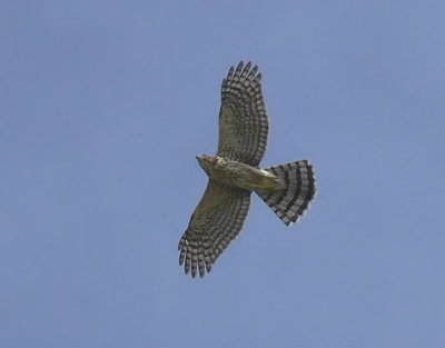 Coopers Hawk imm.