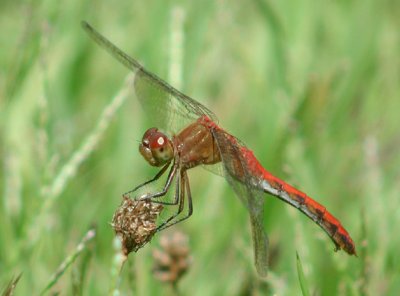 Ruby Meadowhawk female?