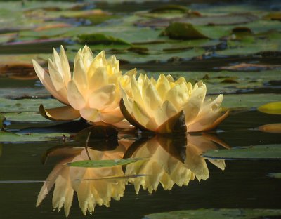 Water Lilies