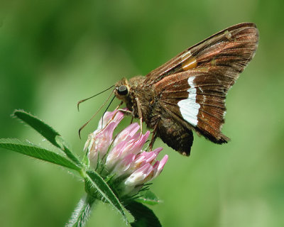 Silver-spotted Skipper