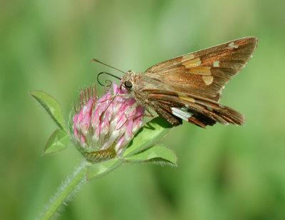 Silver-spotted Skipper