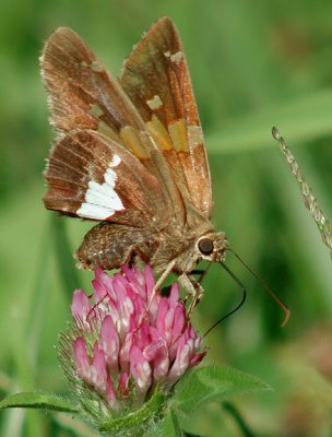 Silver-spotted Skipper