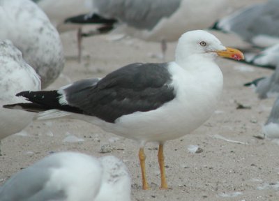 Lesser Black-backed Gull #1