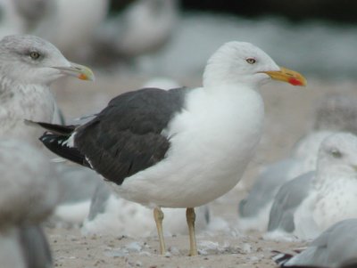 Lesser Black-backed Gull #2