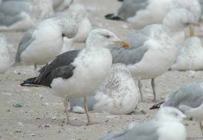 Lesser Black-backed Gull #3