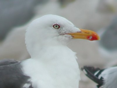 Lesser Black-backed Gull #1 head crop