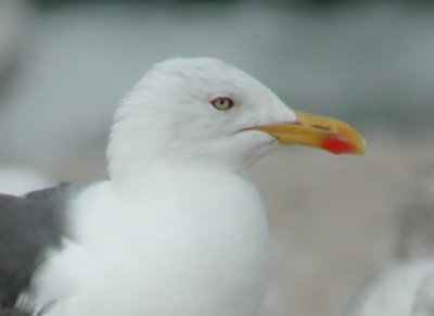 Lesser Black-backed Gull #2 head crop