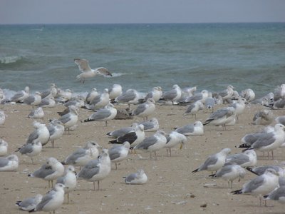 Lesser Black-backed Gull #1 in group with Herring and Ring-billed Gulls