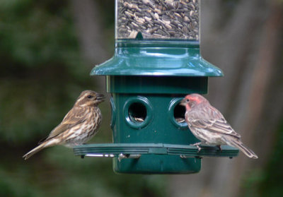 Purple Finch female and House Finch male