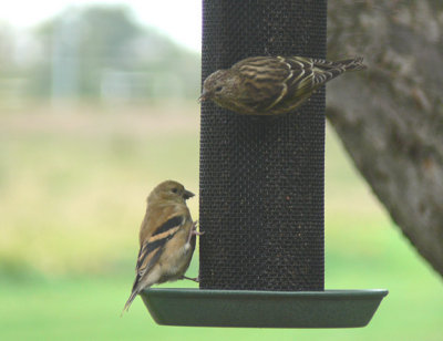 Pine Siskin and American Goldfinch juvenile