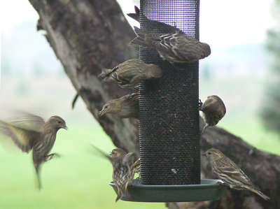 Feeder and Yard Birds