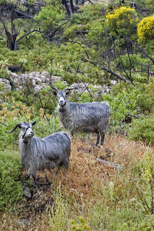 Samos Goats