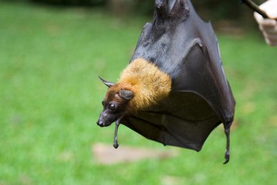 Big bat, Peradeniya