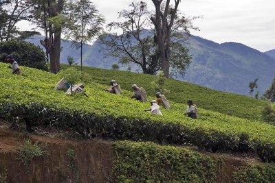 Tea near Nuwara Eliya