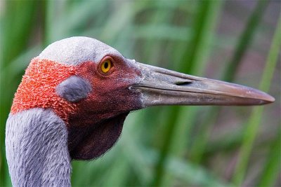 Australia Zoo