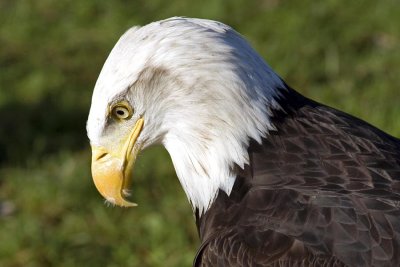 Bald Eagle