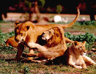 Lions-Safari