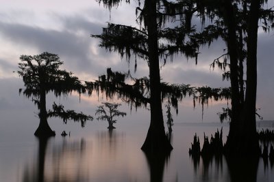 Looking Through Cypress