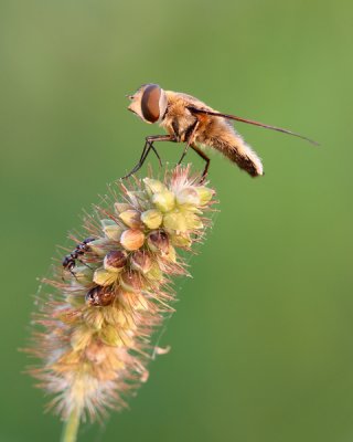 Hover Fly