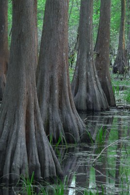 Cypress Rows