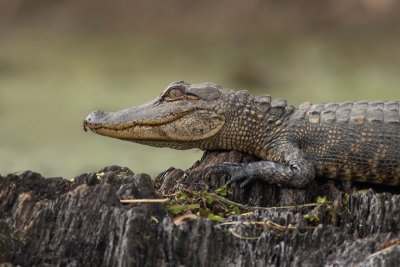 Gator Closeup 