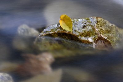 The Lonely Leaf