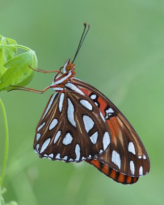 Gulf Fritillary