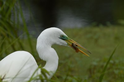 Egret with Lunch