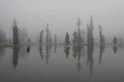 Foggy Pond