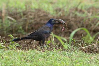 Grackle with left overs