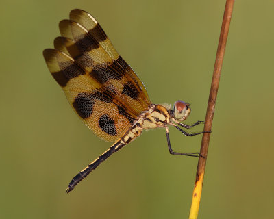 Halloween Pennant