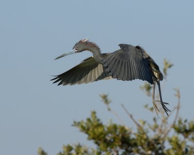Tri-Colored Heron in Flight