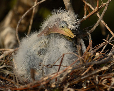 Cattle Egret Babies In The Nest