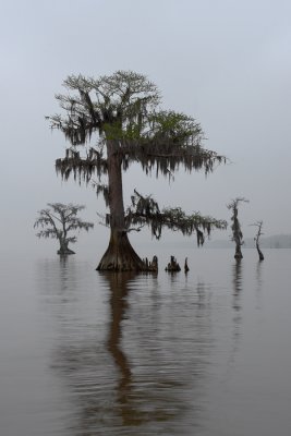 Fog on Lake Maurepas