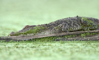 Alligator watching Flies Mate