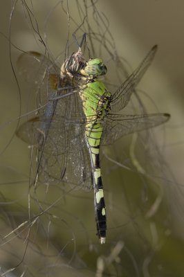 Pond Hawk Eating